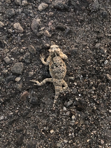 iNaturalist observation photo of Desert Horned Lizard