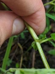 Astragalus robbinsii
