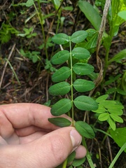 Astragalus robbinsii
