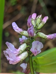 Astragalus robbinsii