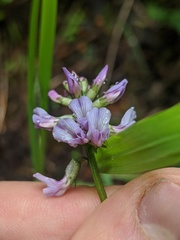 Astragalus robbinsii