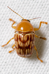 Cryptocephalus fulguratus