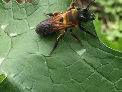 Megachile pseudomonticola