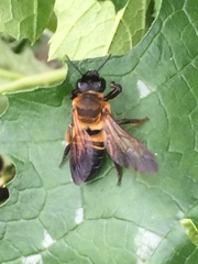 Megachile pseudomonticola