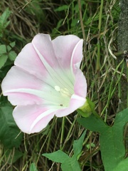 Calystegia hederacea