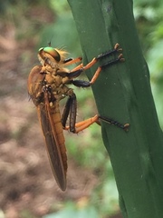 Cophinopoda