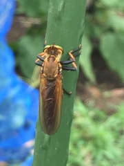 Cophinopoda