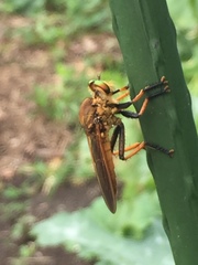 Cophinopoda