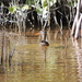 Rascón Picudo Yucateco - Photo (c) J. Ismael Arellano Ciau, algunos derechos reservados (CC BY-NC), subido por J. Ismael Arellano Ciau