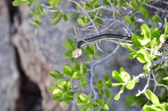 Masticophis taeniatus girardi