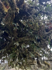 Elleanthus maculatus