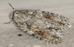 Acronicta increta
