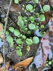 Nasturtium officinale