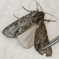 Acronicta longa