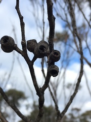 Eucalyptus stricta