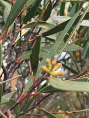 Eucalyptus stricta