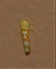 Dikrella maculata