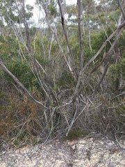 Eucalyptus stricta