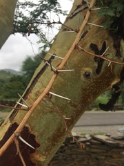 Vachellia eburnea