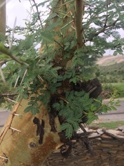 Vachellia eburnea