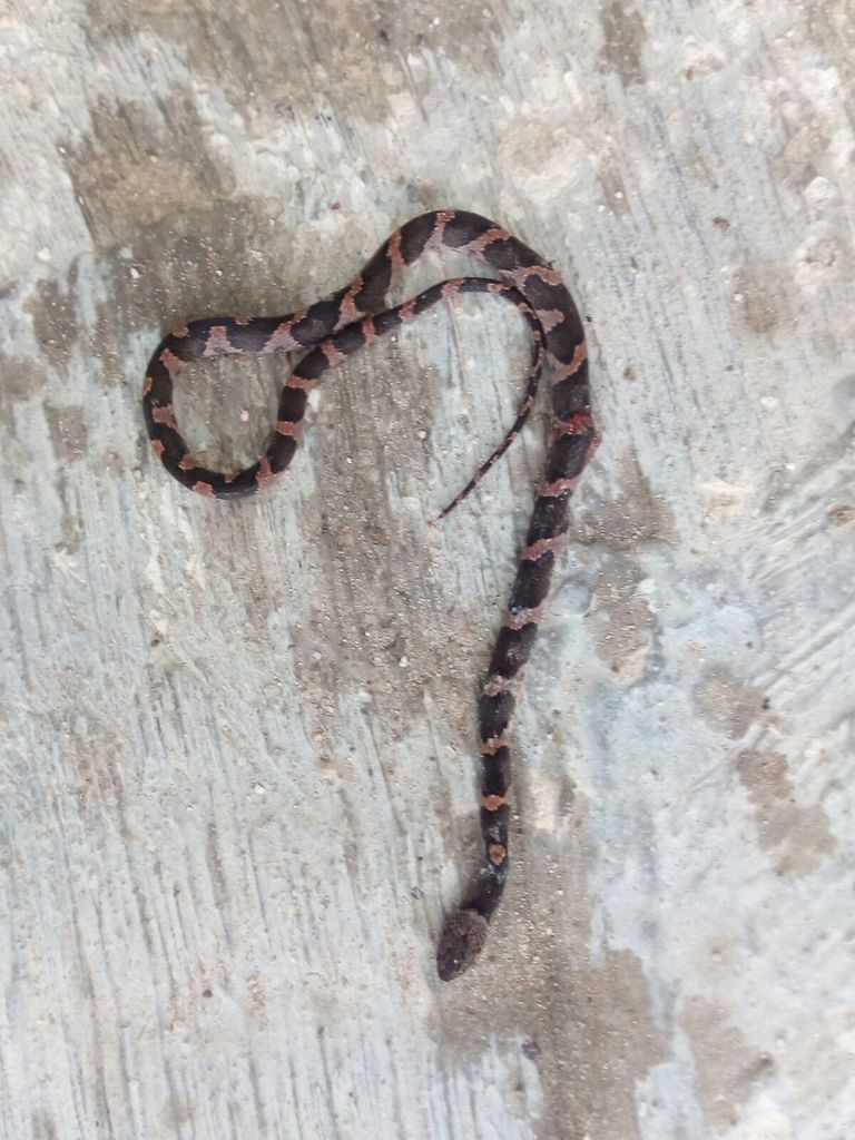 Leptodeira frenata yucatanensis