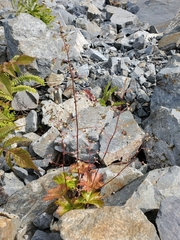 Heuchera glabra