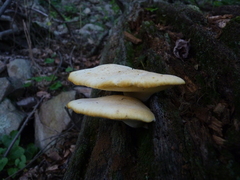 Buglossoporus quercinus