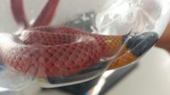 Micrurus diastema alienus