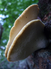 Buglossoporus quercinus