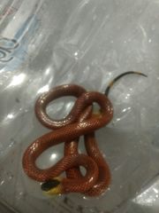 Micrurus diastema alienus