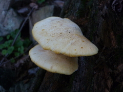 Buglossoporus quercinus