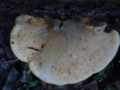 Buglossoporus quercinus