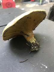 Suillus ochraceoroseus
