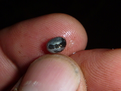 Sarcococca ruscifolia