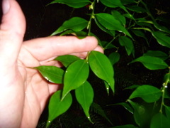 Sarcococca ruscifolia