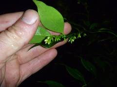 Sarcococca ruscifolia