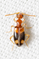 Stricticomus tobias