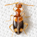 Stricticomus tobias - Photo (c) Justin Williams, some rights reserved (CC BY), uploaded by Justin Williams