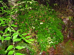 Sarcococca ruscifolia