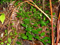 Sarcococca ruscifolia