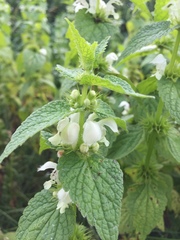 Lamium album