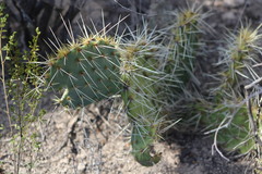 Opuntia rastrera
