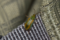 Diabrotica porracea