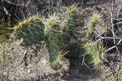 Opuntia rastrera