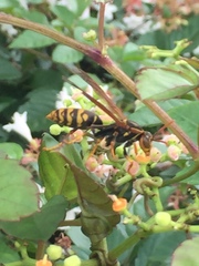 Polistes jokahamae