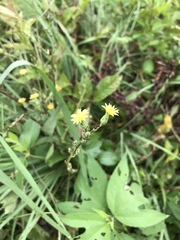 Hieracium longipilum