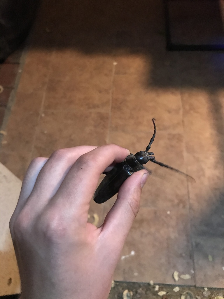 Palo Verde Root Borer