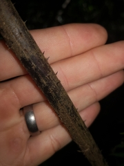 Alsophila leichhardtiana
