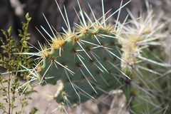 Opuntia rastrera