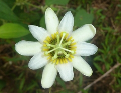 Passiflora talamancensis